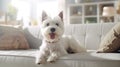 West Highland White Terrier enjoying modern apartment life. Cozy home with a furry friend.