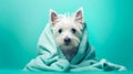 West highland white terrier in a green towel on a blue background