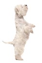 West highland white terrier on hind legs Royalty Free Stock Photo