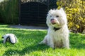 West Highland White terrier licking his mouth in the garden