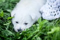 West Highland White Terrier lies in green grass