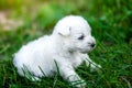 West Highland White Terrier lies in green grass