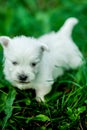 West Highland White Terrier lies in green grass