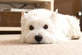 West highland white Terrier lies at home on the carpet. Best fri