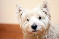 West highland white terrier looking at the camer.