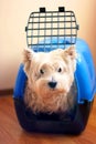 West highland white terrier looking at the camer. Royalty Free Stock Photo