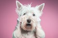 Studio portrait of a west highland white terrier in a panic, created with Generative AI technology Royalty Free Stock Photo