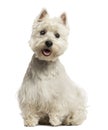West Highland White Terrier panting, sitting, 18 months old Royalty Free Stock Photo