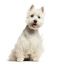West Highland White Terrier panting, sitting, 18 months old Royalty Free Stock Photo