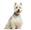 West Highland White Terrier panting, sitting, 18 months old Royalty Free Stock Photo