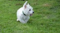 West highland white terrier in the park Royalty Free Stock Photo