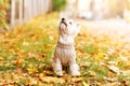 west highland white terrier playing in the park on the autumn foliage