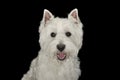 West Highland White Terrier portrait in a black studio Royalty Free Stock Photo