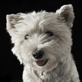 West Highland White Terrier portrait in a dark background Royalty Free Stock Photo
