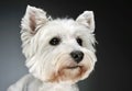 West Highland White Terrier portrait in a dark studio Royalty Free Stock Photo