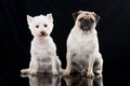 West highland white terrier and pug isolated on black Royalty Free Stock Photo