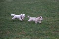 West Highland White Terrier puppies running on green grass Royalty Free Stock Photo