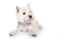 West Highland White Terrier puppy