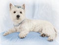 West Highland White Terrier puppy rest on a pillow