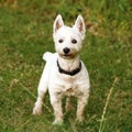 West Highland White Terrier ready for action Royalty Free Stock Photo