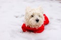 West highland white terrier in red sute ready for a walk.
