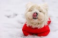 West highland white terrier in red sute ready for a walk. Royalty Free Stock Photo