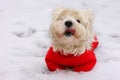 West highland white terrier in red sute ready for a walk. Royalty Free Stock Photo