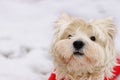 West highland white terrier in red sute ready for a walk. Royalty Free Stock Photo