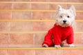 West highland white terrier in red sute ready for a walk.