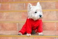West highland white terrier in red sute ready for a walk.
