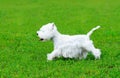 West highland white terrier running Royalty Free Stock Photo