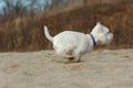 West highland white terrier in sand