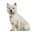 West Highland White Terrier sitting against white background Royalty Free Stock Photo