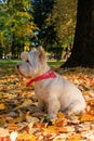 West Highland White Terrier sitting in the park with autumn leaves.