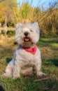 West Highland White Terrier sitting in the park with autumn leaves.