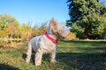 West Highland White Terrier sitting in the park with autumn leaves.