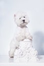 West Highland White Terrier small white dog stands on its hind legs, leaning on a half-cap Royalty Free Stock Photo