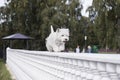 West Highland White Terrier small white dog walking on the fence