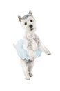 West Highland White Terrier standing on hind legs Royalty Free Stock Photo