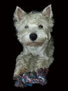 West highland white terrier with a toy Royalty Free Stock Photo