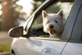 West highland white terrier a very good looking dog Royalty Free Stock Photo