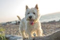 West highland white terrier a very good looking dog Royalty Free Stock Photo