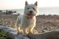 West highland white terrier a very good looking dog Royalty Free Stock Photo