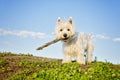 West highland white terrier a very good looking dog Royalty Free Stock Photo