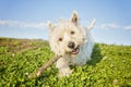 West highland white terrier a very good looking dog Royalty Free Stock Photo