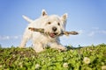 West highland white terrier a very good looking dog Royalty Free Stock Photo