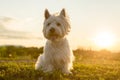 West highland white terrier a very good looking dog Royalty Free Stock Photo