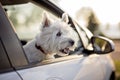 West highland white terrier a very good looking dog Royalty Free Stock Photo