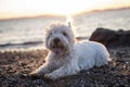 West highland white terrier a very good looking dog Royalty Free Stock Photo