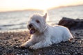 West highland white terrier a very good looking dog Royalty Free Stock Photo